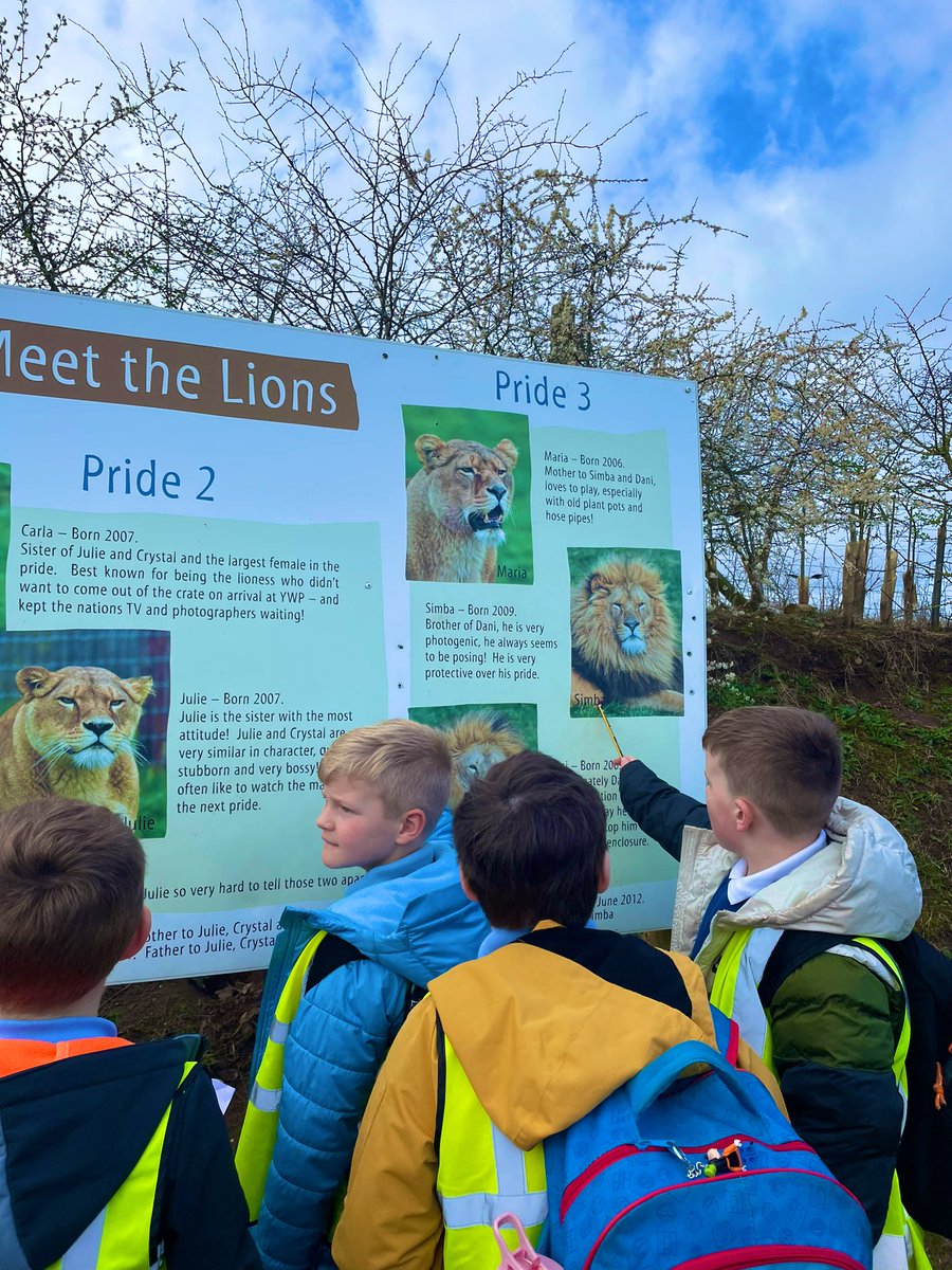 Learning about the lions 🦁 <a href="/BramleyJunior/">Bramley Sunnyside Junior School</a>