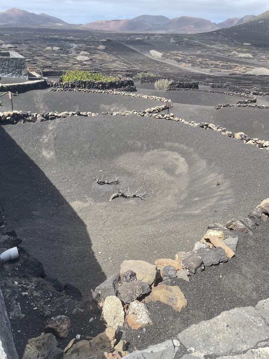 Vineyards of La Geria, Lanzarote. Amazing example of cropping system adaptation in extremely adverse environmental conditions! 70mm rainfall and 3m of ash to contene with!