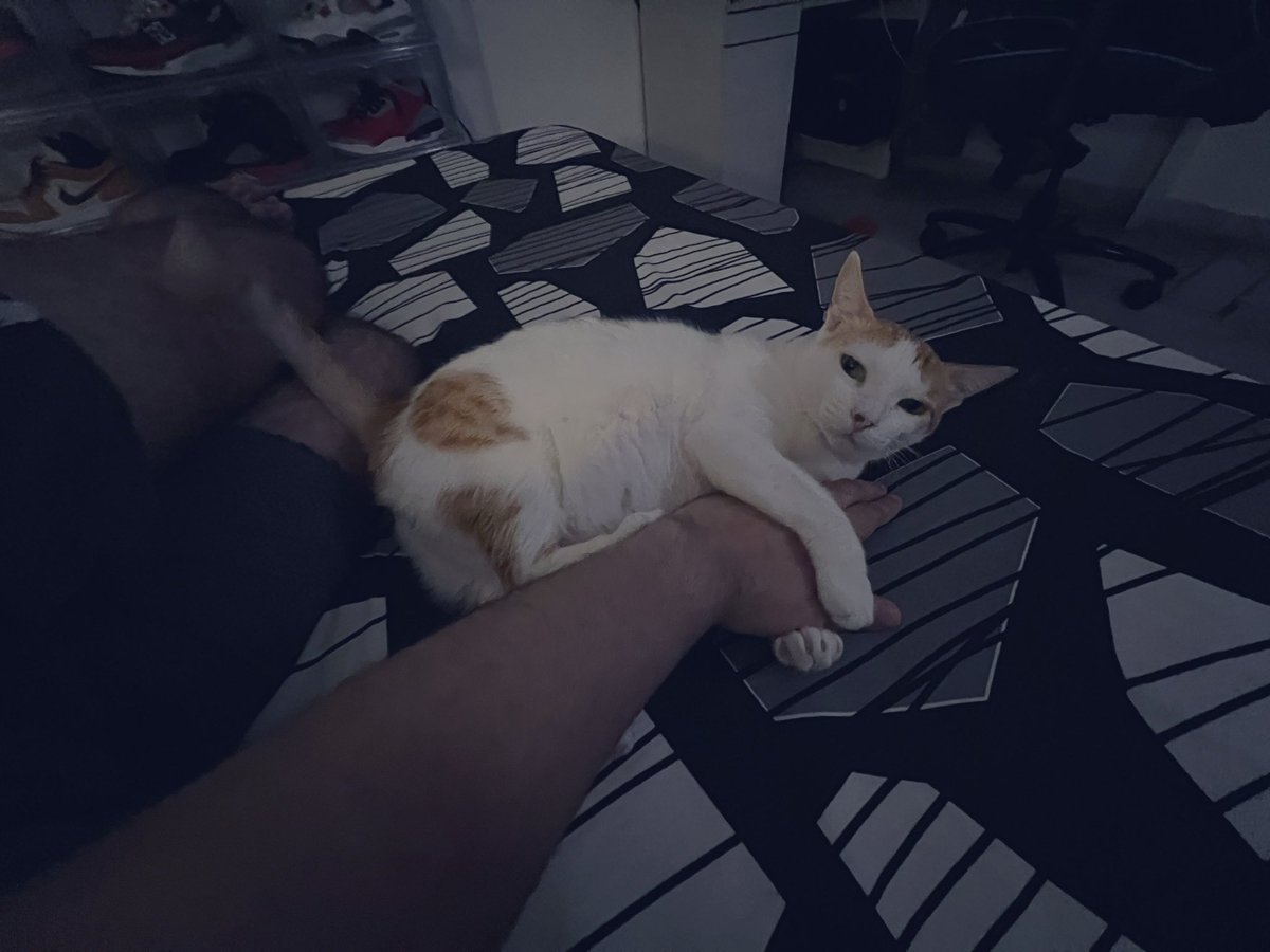 ronaldalexander's tweet photo. Cray, when I tell her I’m going live on https://t.co/Iv8f3tzxwu for some @csgo on @FACEIT #twitch #twitchindia #csgo #csgoindia #CatsOfTwitter #faceit #csgo https://t.co/hzPo6G5pQr