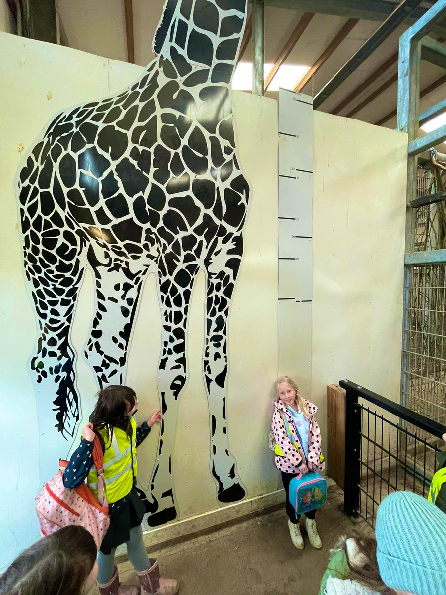 Checking out the giraffes 🦒 <a href="/BramleyJunior/">Bramley Sunnyside Junior School</a>
