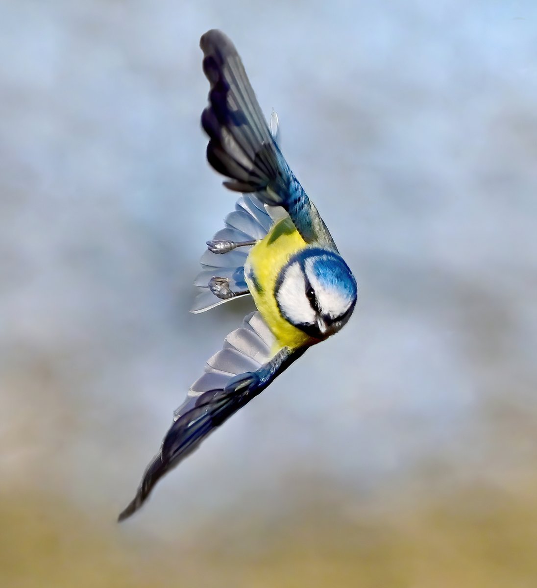 Blue Tit coming in sideways! 😀
#LoveTheBirdsSaveTheTrees 🐦🌳