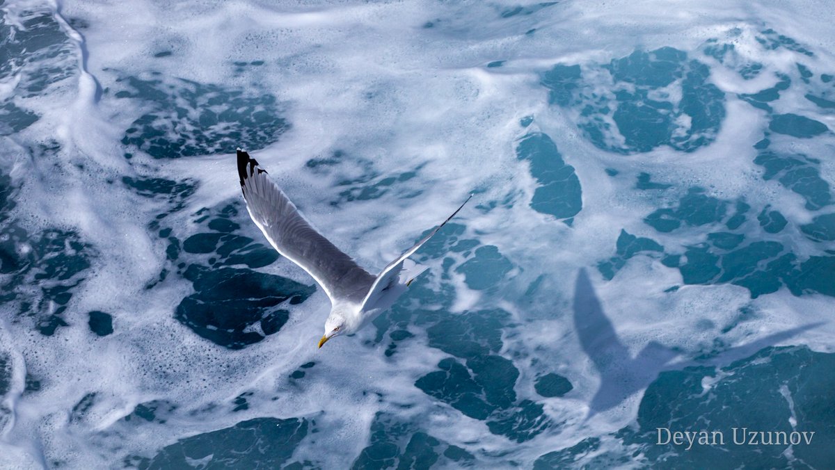 The Flying Seagull
#seagull #birdwatch #birds #birdphotography #birdworld #flying