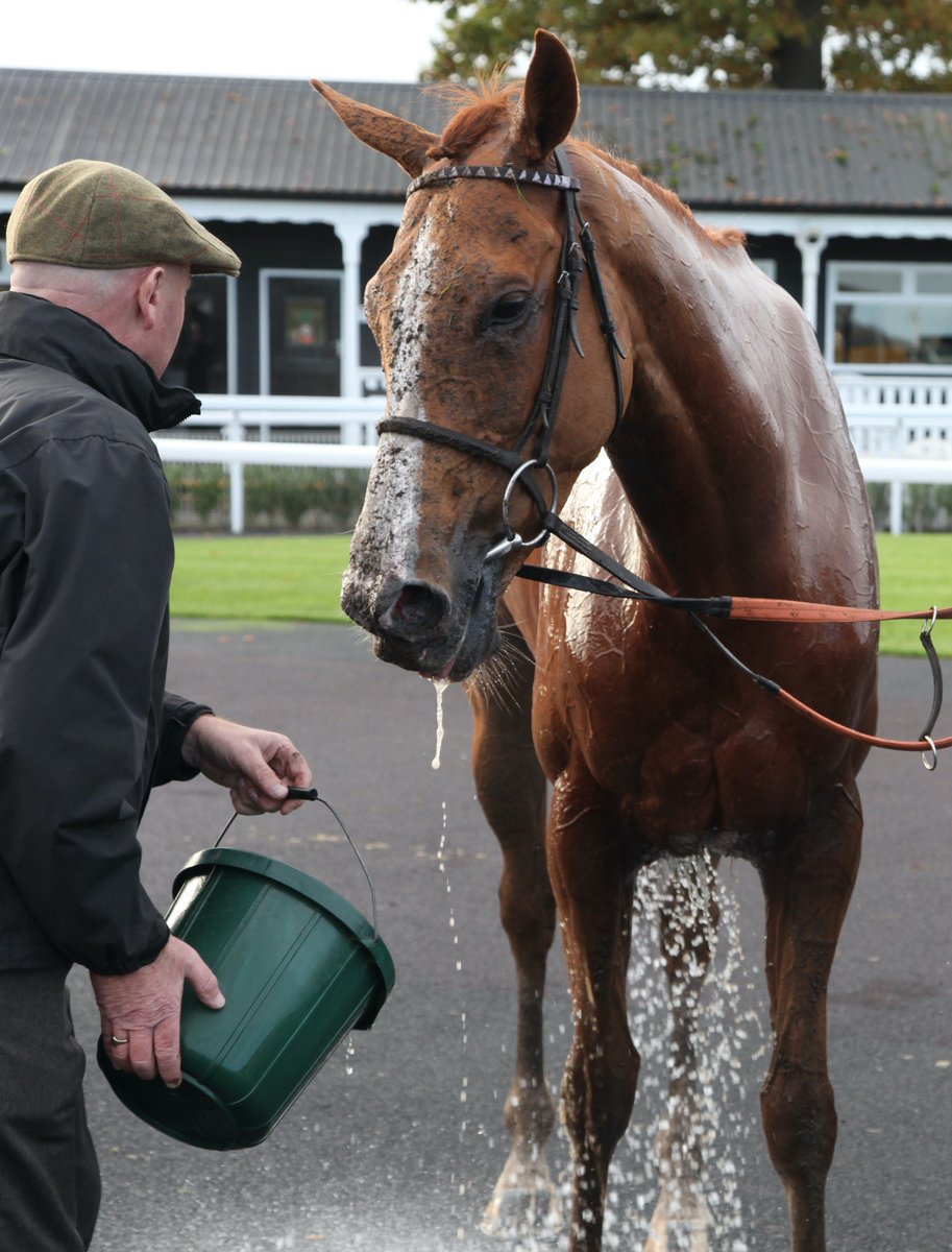 money_rider's tweet image. Sadly the Festival might be over for another year😭 but the excitement continues for one of us at MRR as Glyn has #IssuingAuthority running in the 4:25 @kemptonparkrace tomorrow.

Goodluck Glyn, everyone at @sevenbarrows &amp;amp; all the other @ownersgroupuk owners 🤞💜🖤