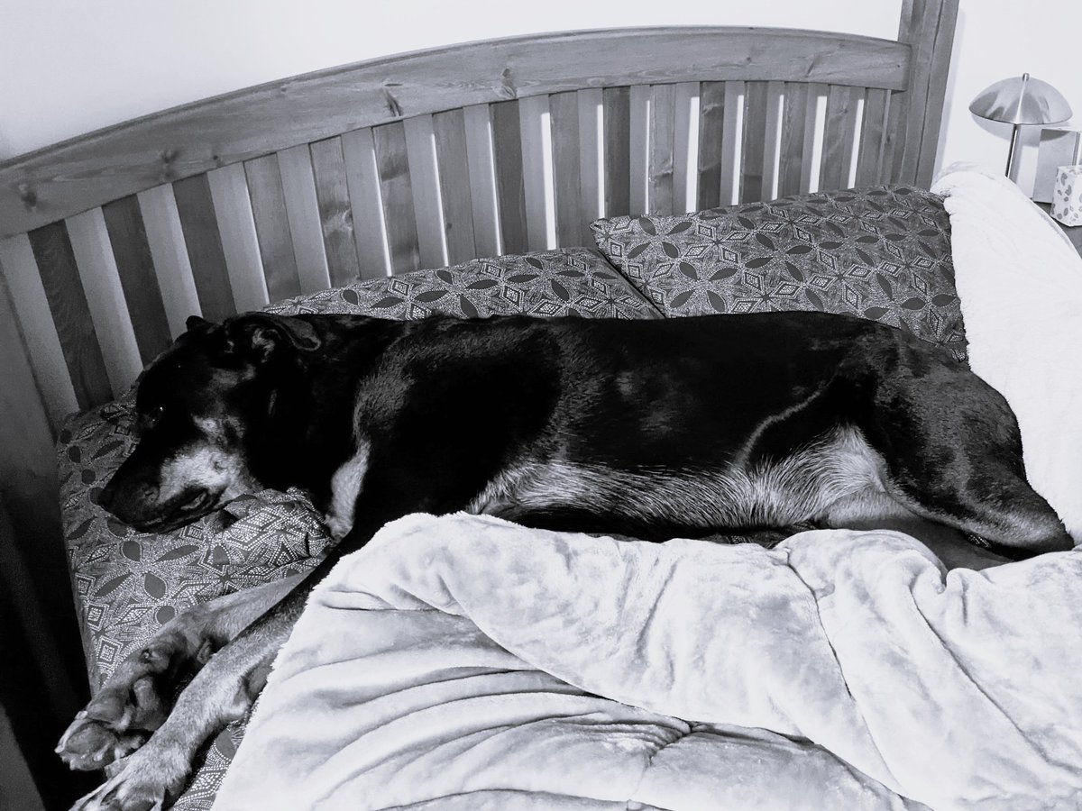ComSleepCoach's tweet image. Here is one of my 4 sleep disorders. :)
#WorldSleepDay #BestFriend #dogsarefamily #sleep #sleepawareness #sleepdisorders #healthcare #OccupationalTherapy #canada