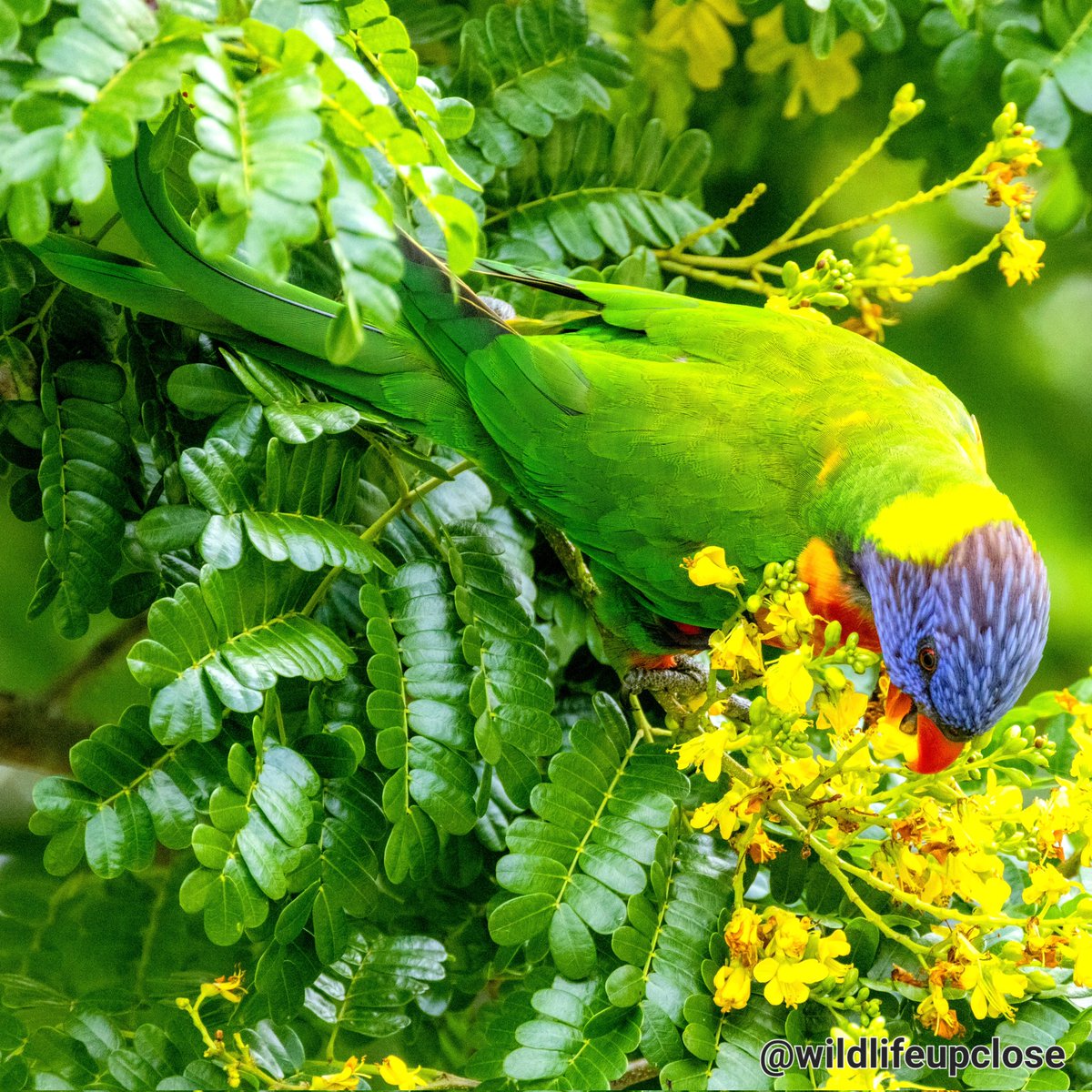 🌈 Rainbow Lorikeet 🪶 Parrot 🦜 #animals #birds #wildlifeupclose