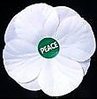 Bliadhnaichean's tweet image. #WhitePoppy💮
🕊