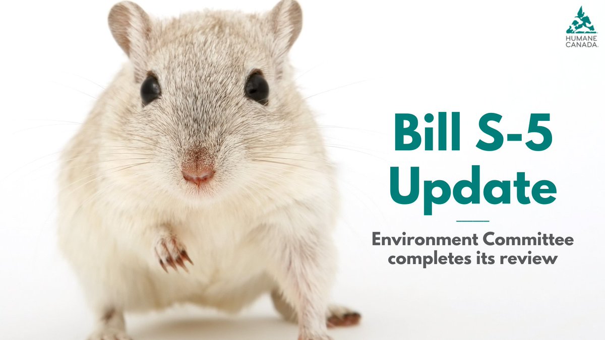 HumaneCanada's tweet photo. The House of Commons Environment Committee has completed its review of Bill S-5. The amended law will protect the environment and the health of Canadians and position Canada as a global leader in developing non-animal test methods.  #bills5 #toxicitytesting #animaltesting https://t.co/uM8f4oqhXc