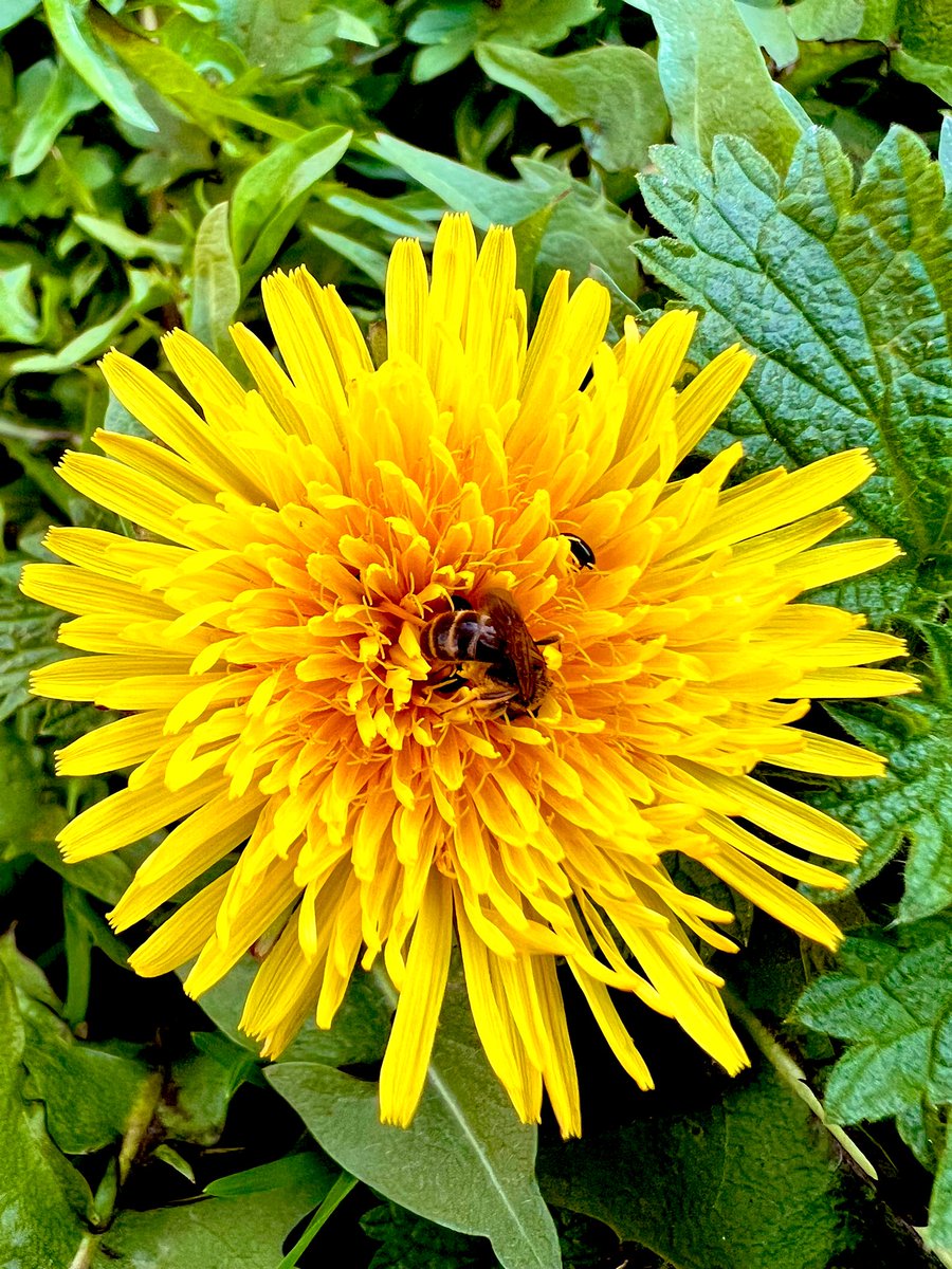 Someone remind me again WHY we should be removing these from our lawns &amp; verges? Please tag your local council &amp; ask them NOT to mow these vital sources of food for many insects like this #bee. Let’s hear it for the beautiful #wildflowers that are #Dandelions 🐝 <a href="/DandelionAppre1/">Dandelion Appreciation Society</a>