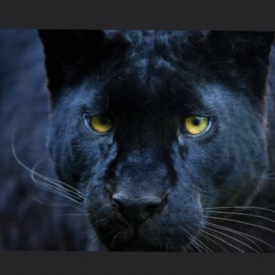 #NouvellePhotoDeProfil