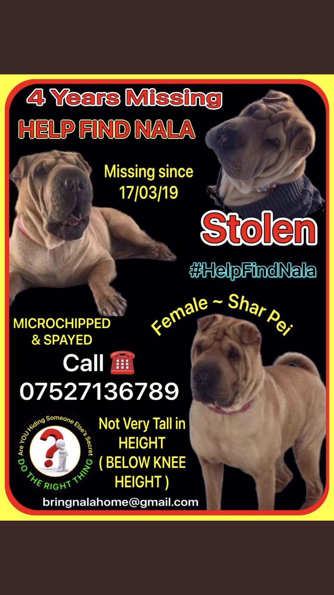 #HelpFindNala #FourYearsToday #StPatricksDay #Sharpei #dogsoftwitter #PetTheftAwarenessWeek #Pettheftarmy