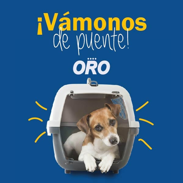 OroAutobuses's tweet photo. Si en este puente viajas con tu mascota, no olvides llevarlo en su transportadora😉.
#ViajaResponsable #ViajaSeguro #ViajaSeguro #ORO #ElPlacerDeViajar https://t.co/01gc95UuW7