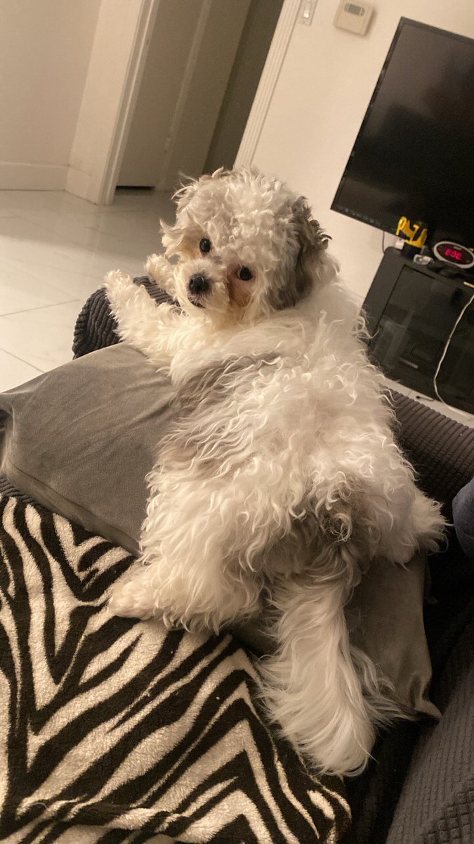 _johnnybao's tweet photo. This is Momo. He likes to eat, sleep, and steal all my socks and chew them up. https://t.co/0JaeZUKwta