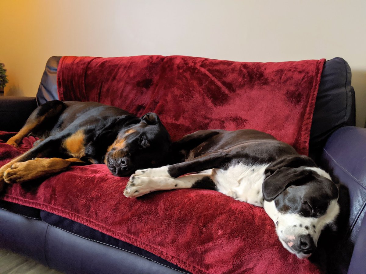 ComSleepCoach's tweet image. #WorldSleepDay  Everyone needs a quality snooze. #sleep #dogs #canine #health #mentalhealth