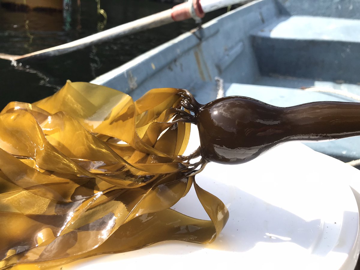 What’s happening? Bull kelp is happening! Was out planted early December, photo taken yesterday. #phycologyfriday