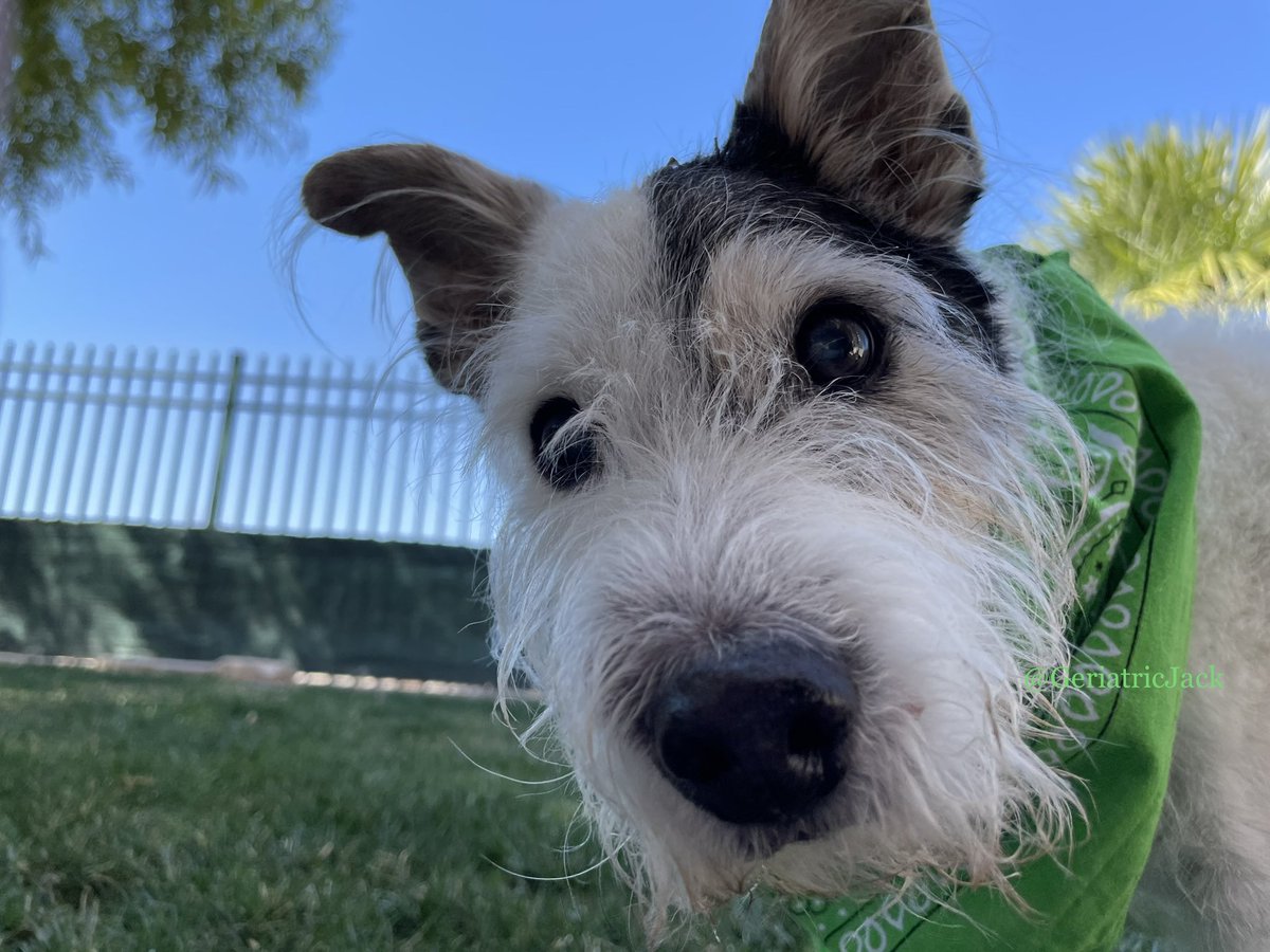 don’t forget to wear something green today! 
🤭🍀🌈🍯
#DogsofTwittter 
#HappyStPatricksDay2023