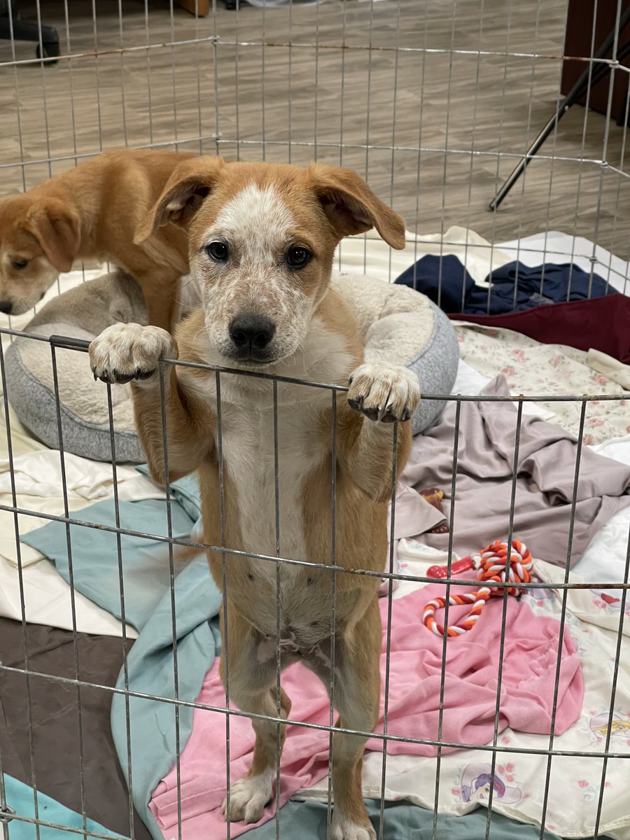 My sister got adopted, but I'm available for adoption. ramonahumanesociety.org.