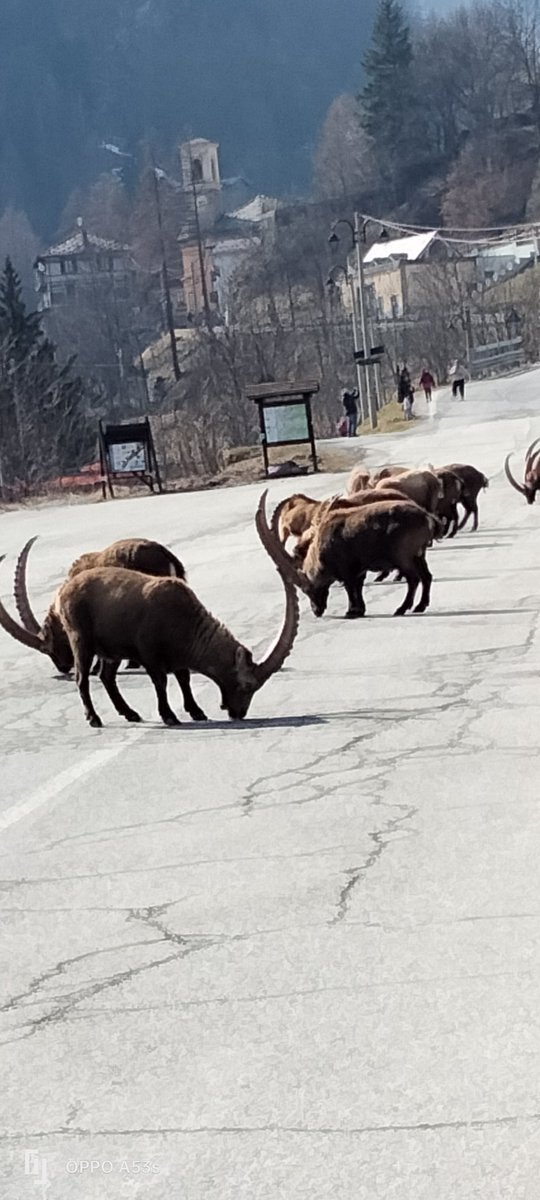 pollybalme's tweet photo. Oggi arrivando a casa speciale incontri  con gli stambecchi sono già scesi......un po' presto   rispetto agli anni scorsi https://t.co/cEmuPq3jdU