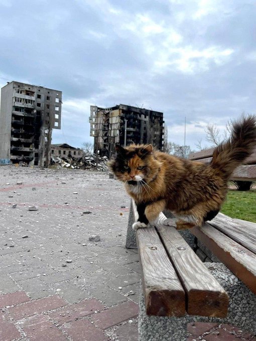 'I am Ukrainian & I will not surrender.' 😼

#Caturday 
#UkraineWillResist 🇺🇦 💪