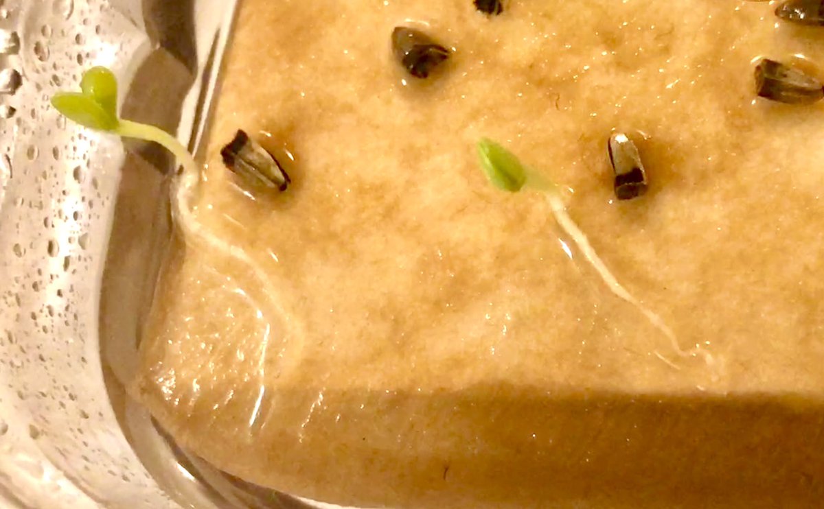 Lauttaidätyskokeilun ensimmäiset itäneet (Echinacea paradoxa)! Ja supernopeasti eli alle 2 viikossa, vaikka itämisaika on pussin mukaan 1-3 kk. Kunpa saisin ne säilymään hengissä! #kevät #toivo #ilo