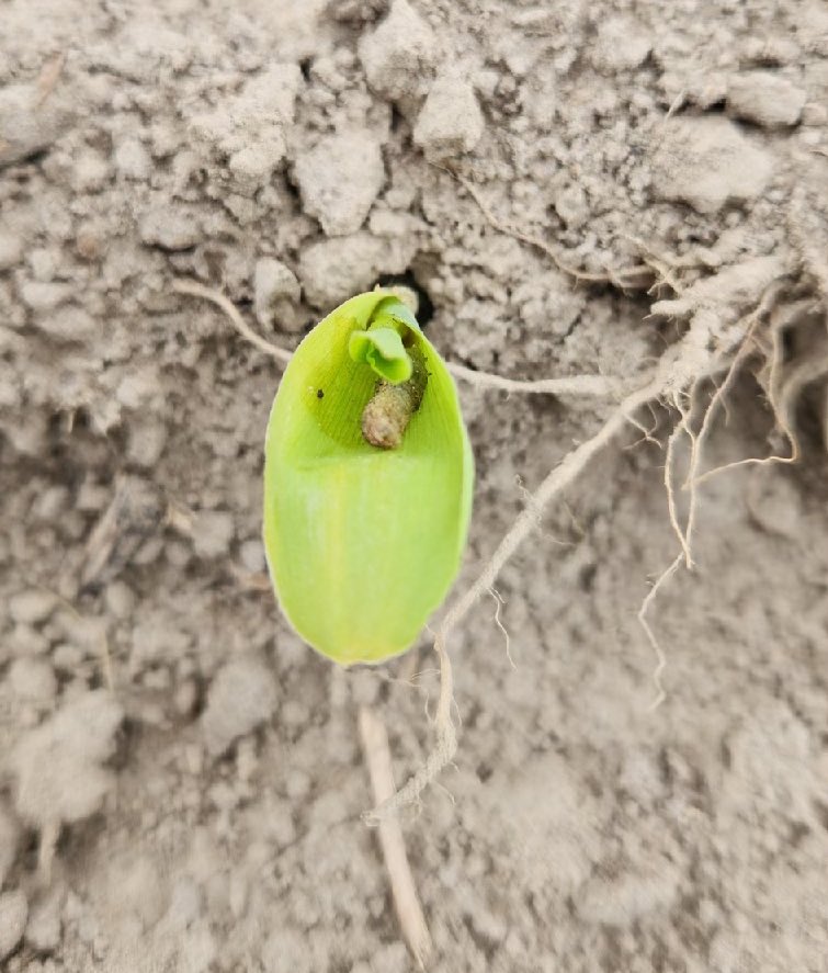 RevereSeed's tweet photo. Catch us out looking for the green today! #RevereSeed #RevereCorn #cmonspring #happystpatricksday🍀

📸: “Tricepta Doing Its Thing”
[Revere Seed 1898TC planted March 7 in Deridder, Louisiana] https://t.co/kRPz4DaWIk