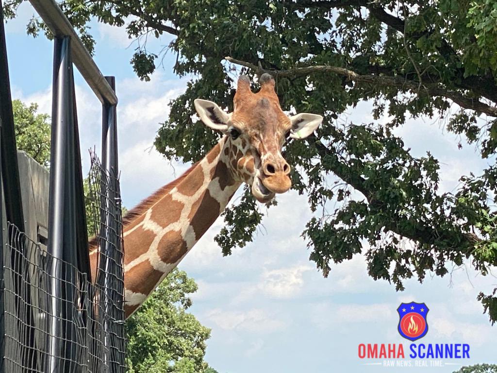 omaha_scanner's tweet photo. It was neck and neck but CONGRATULATIONS to the @OmahaZoo for winning Best Safari Park, Best Zoo and Best Zoo Exhibit! 🎉 https://t.co/yGM7dW9m2H