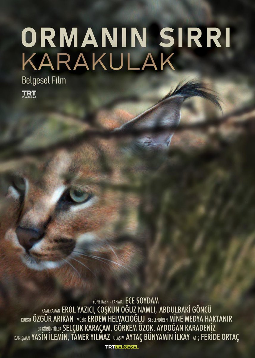 Yıllardır yaz kış gece gündüz onu görüntüleyebilmek için, peşindeki tüm ekibin emeğiyle hazırlanan
"Ormanın Sırrı KARAKULAK"
belgeseli ilk gösterimiyle 21 Nisan Saat 21.00'de TRT BELGESEL'de.