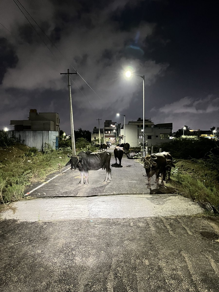 #pallikaranai Sai baba nagar residential peoples are disturbed by cattle’s. Inviting @GSBediIAS @PriyarajanDMK to visit and inspect the #singarachennai2.0 development. Need to take action on this @chennaicorp @rdc_south 
#mkstalin #chennai #tamilnadu