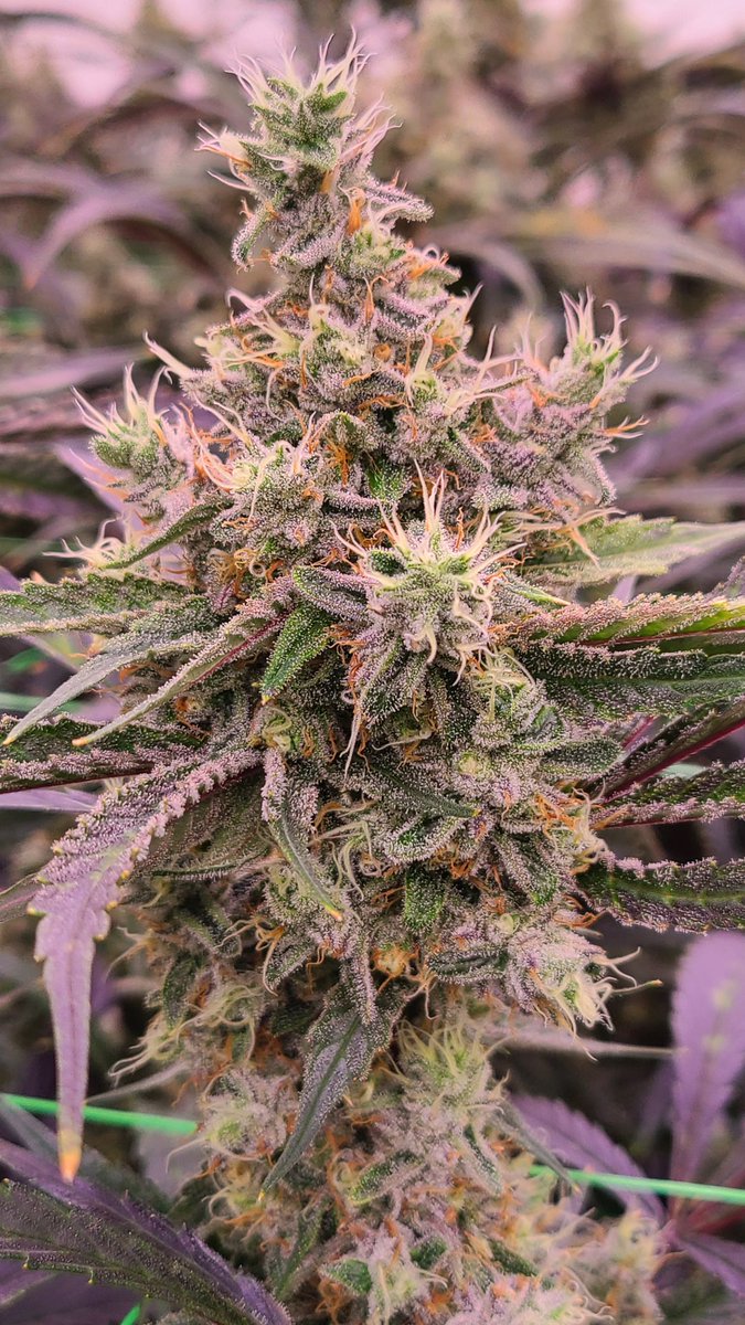Pomelo Skunk. She reeeeeks of Lemon and Anise...
#NoseOverNumbers