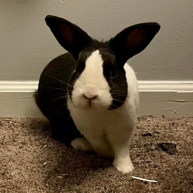 AdoptableBuns's tweet photo. Lucky is a young Dutch from #Maineville, OH. https://t.co/msim4nfaPw https://t.co/XEOnnS8Hst