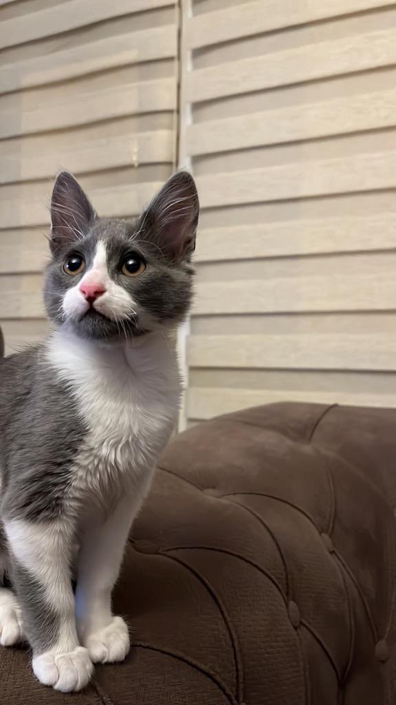 🏡 #ANKARA / YUVA ARANIYOR 🏡

Bu güzel çocuk ömürlük yuvasını arıyor. Erkek, 6 aylık, kısırlaştırılmamış, aşıları tam.

Detaylı bilgi almak ve yuvanızı açmak isterseniz aşağıdaki numarayla iletişime geçebilirsiniz.

📞 Zeynep Yaşar 0505 520 04 77

#kedi #satınalmasahiplen