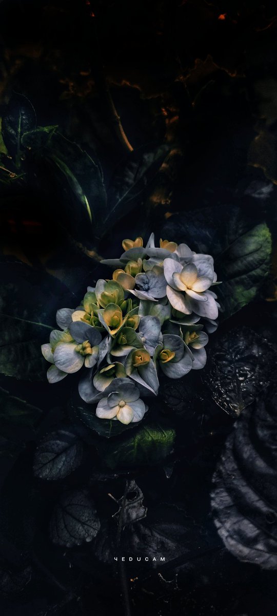 yeducam's tweet photo. ᴀᴍɪᴅꜱᴛ ᴛʜᴇ ꜱʜᴀᴅᴏᴡꜱ, ᴛʜɪꜱ ꜰʟᴏᴡᴇʀ ɪꜱ ᴀ ʙᴇᴀᴄᴏɴ ᴏꜰ ʜᴏᴘᴇ.. 🍃
@youpic
@Lightroom @photocrowd

#photography #naturelovers 
 #flowerstagram
#plantphotography
#NaturalBeauty  #greenyourfeed #NaturePhotography  #flowerphotograpy
#macrophotography https://t.co/UkrXjnGZEO