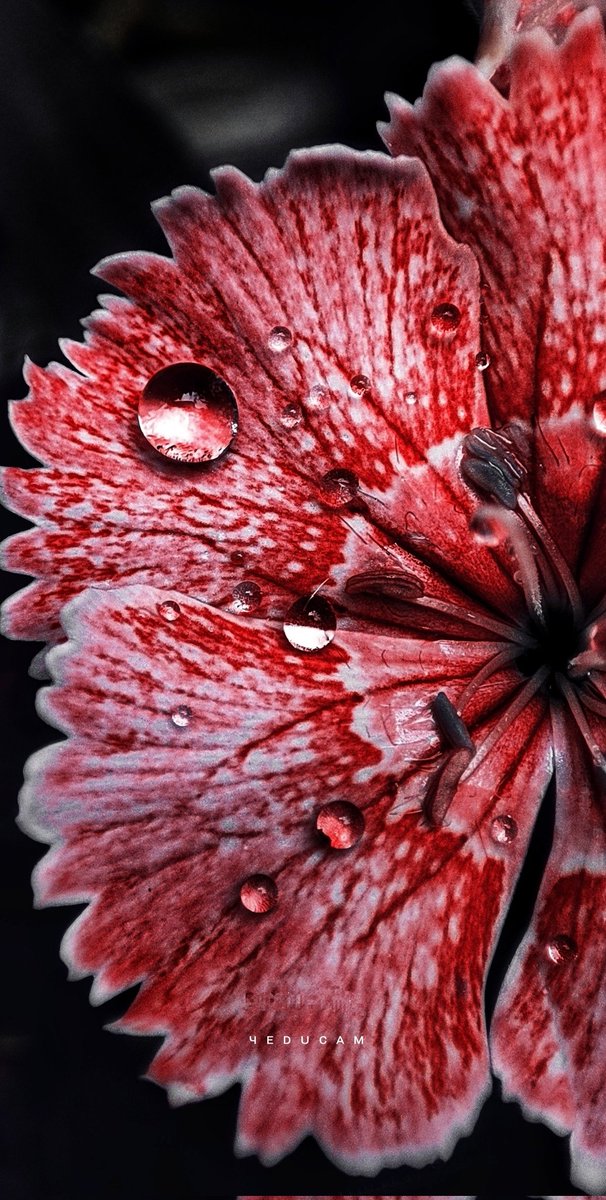 yeducam's tweet photo. ᴛʜᴇʀᴇ'ꜱ ꜱᴏᴍᴇᴛʜɪɴɢ ᴍᴀɢɪᴄᴀʟ ᴀʙᴏᴜᴛ ᴛʜᴇ  ᴅᴇᴡ ᴅʀᴏ���ꜱ  ᴏɴ ᴛʜᴇ ᴘᴇᴛᴀʟꜱ..🌸
@youpic
@Lightroom @photocrowd #photography #naturelovers 
 #flowerstagram
#plantphotography
#naturalbeauty  #greenyourfeed #naturephotography  #flowerphotograpy
#macrophotography https://t.co/NMXt7UM9Xp