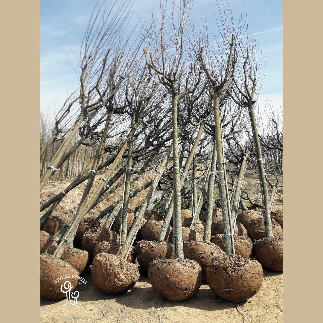 ViversBorda's tweet photo. Arrancando ya los últimos PRUNUS CERASIFERA PISSARDII de la temporada de Cepellón. #viversborda #nurseries #pèpinières #vivai #baumschulen #boomkwekerij #prunuspissardii #arboles #trees https://t.co/ekjsQULKQH