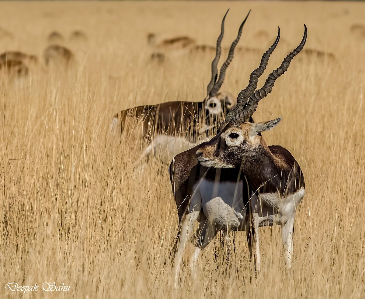 mrdeepaksahu's tweet photo. Two brothers 
Blackbuck
Bikaner, Rajasthan 
#blackbuck #IndiAves #buck #antelope #animal #wildlifephotography #wildlife #rajasthan #BBCWildlifePOTD
#TwitterNatureCommunity
@NikonIndia
@ThePhotoHour @WildlifeMag @admired_art https://t.co/msFOdey99A