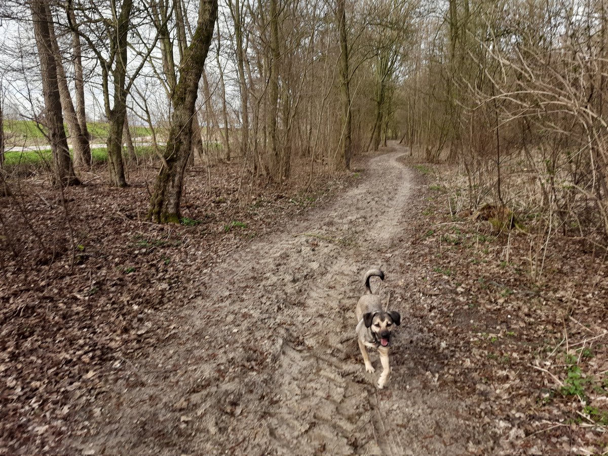 seeddoubt's tweet photo. A 4 km walk around the Lingebos near Gorinchem, a forest and recreational area created in the late 1960's, including a deep lake dug out to provide sand for the construction of the nearby A15 highway. Some of the trees are already blossoming. #MapMyWalk https://t.co/HikOFhUDzS