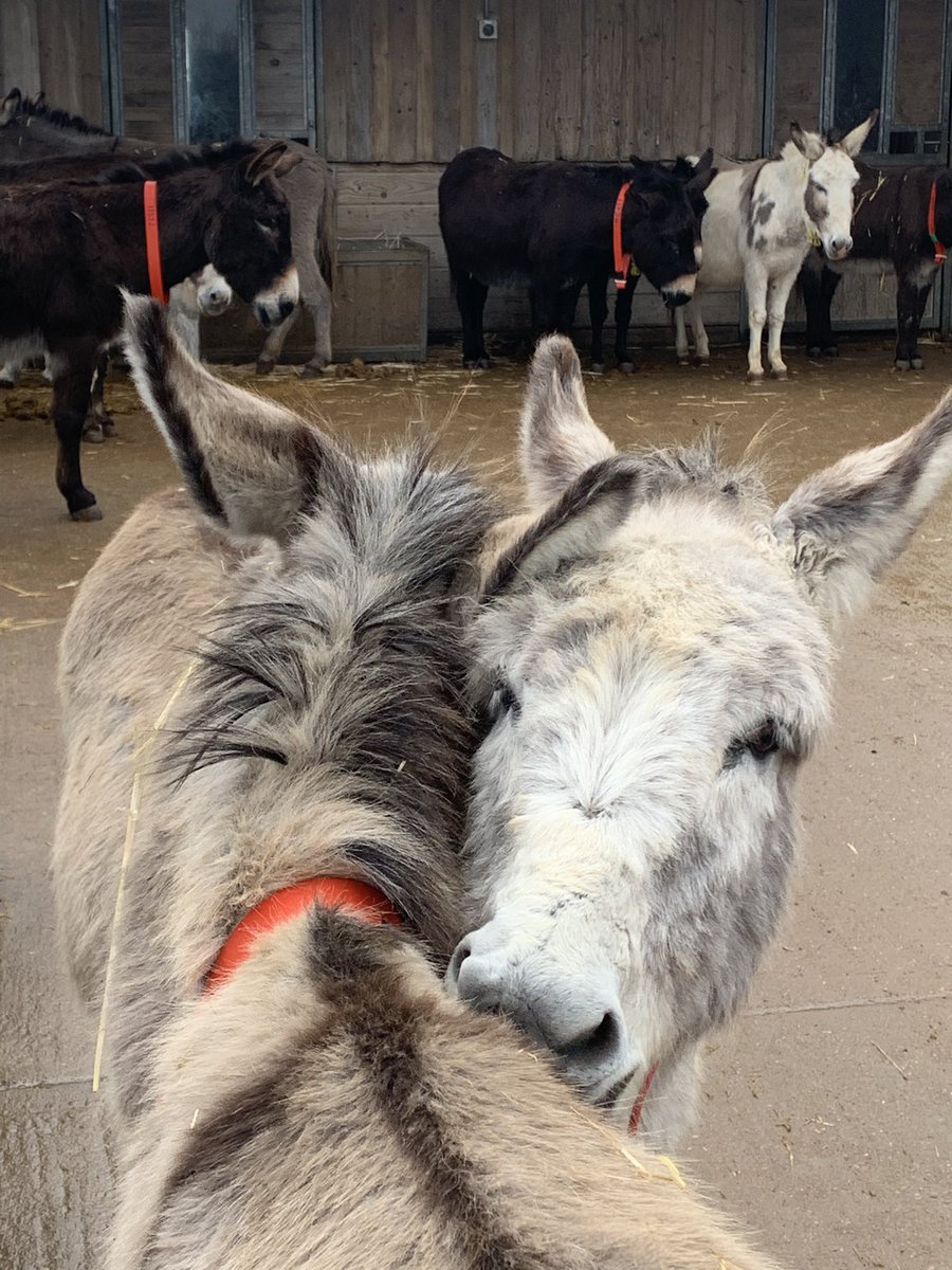 A beautiful day @DonkeySanctuary seeing happy donkeys playing with their friends 🥰 #rescue #rescuedonkeys