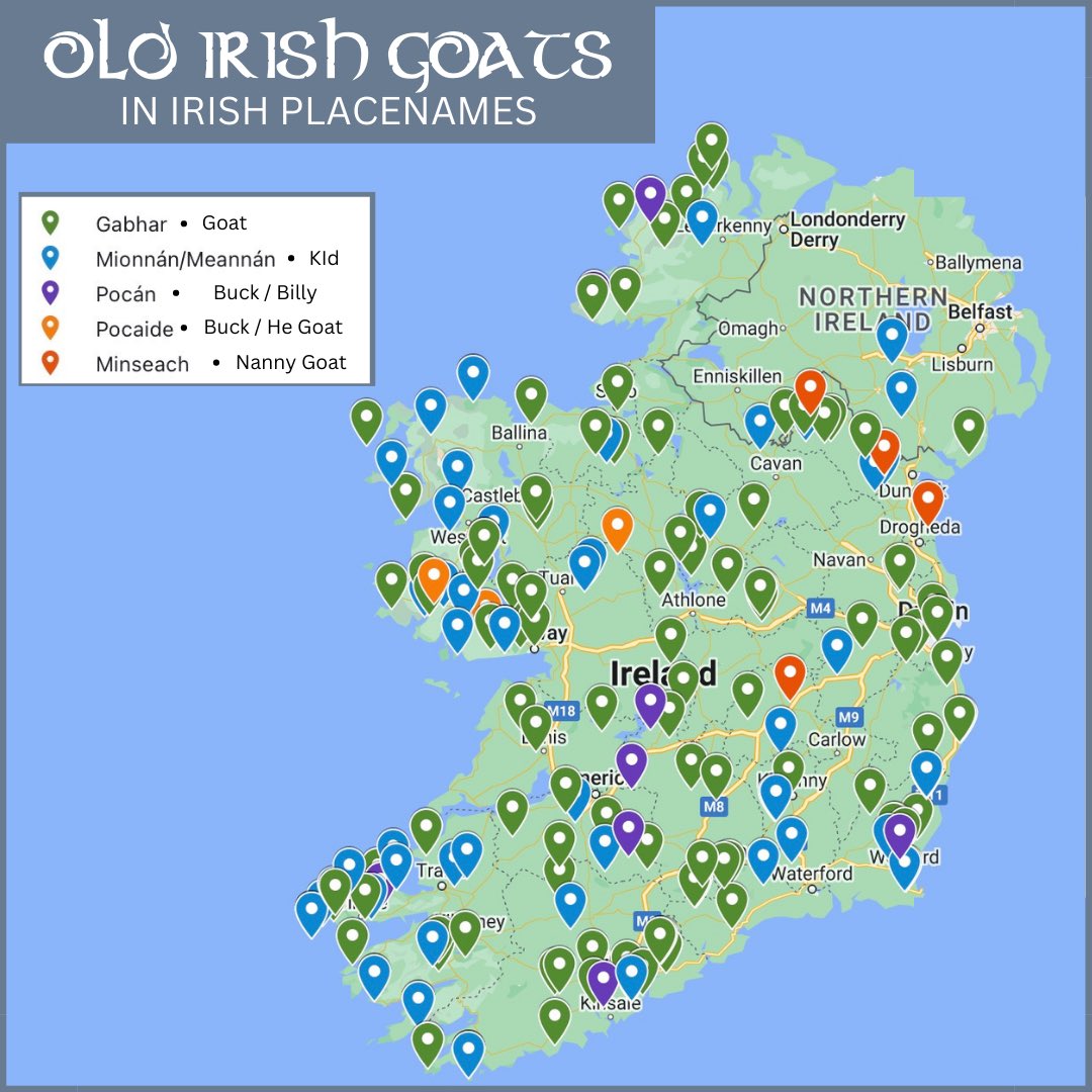 OldIrishGoatSoc's tweet photo. ☘️ Happy St.Patrick’s Day - The Old Irish Goat immortalised in over 200 Irish Placenames around this island. Our thanks to @logainm_ie  for assisting us with this research.  #protectourheritage #stpatricksday #savetheoldirishgoats #oldirishgoats https://t.co/QRC9mYHALb