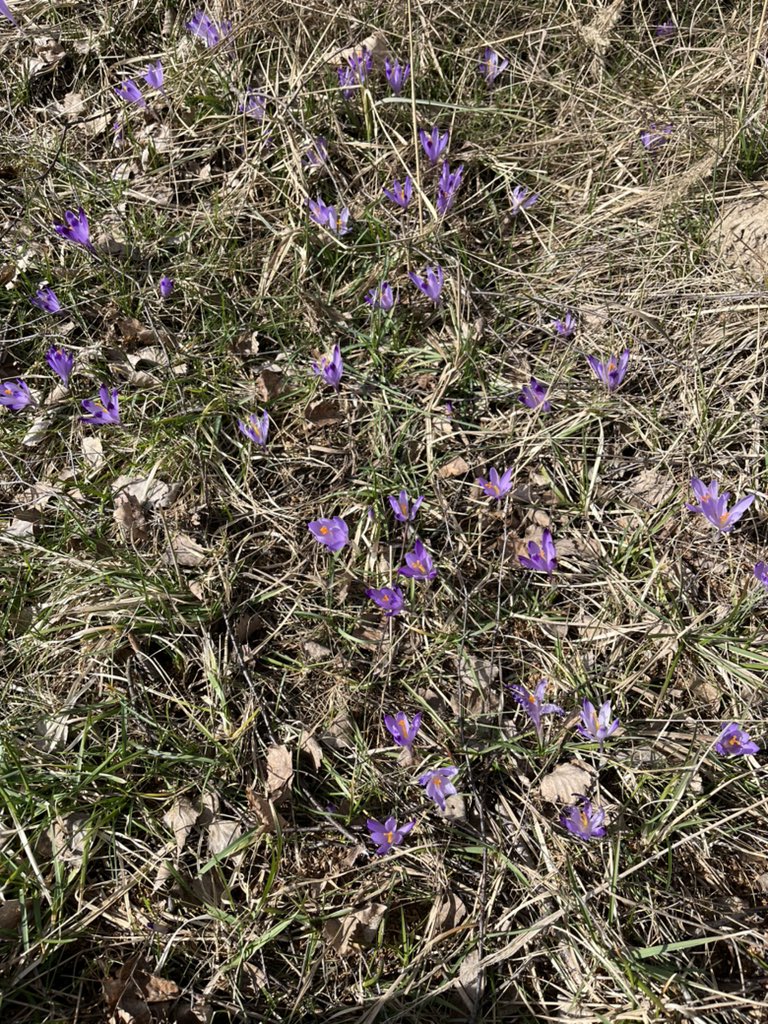 thismiaguy's tweet photo. Fieldwork in Slovakia🇸🇰 Crocus discolor in full bloom.
#monocots #teambulb #iambotanist https://t.co/TIAISP4vY1