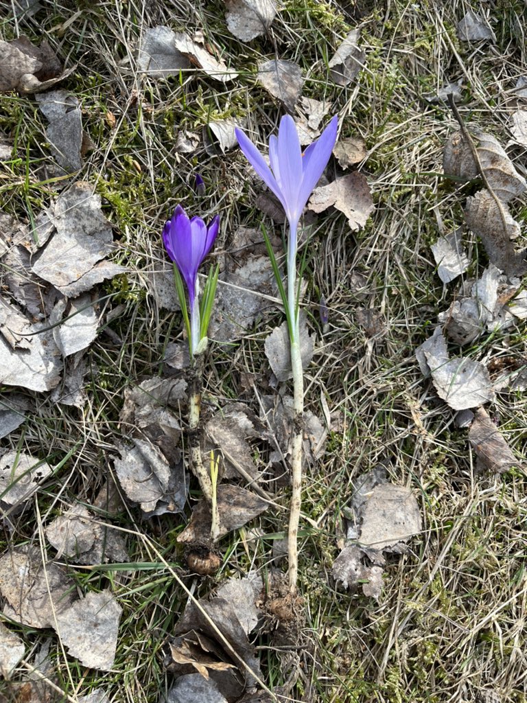 thismiaguy's tweet photo. Fieldwork in Slovakia🇸🇰 Crocus discolor in full bloom.
#monocots #teambulb #iambotanist https://t.co/TIAISP4vY1