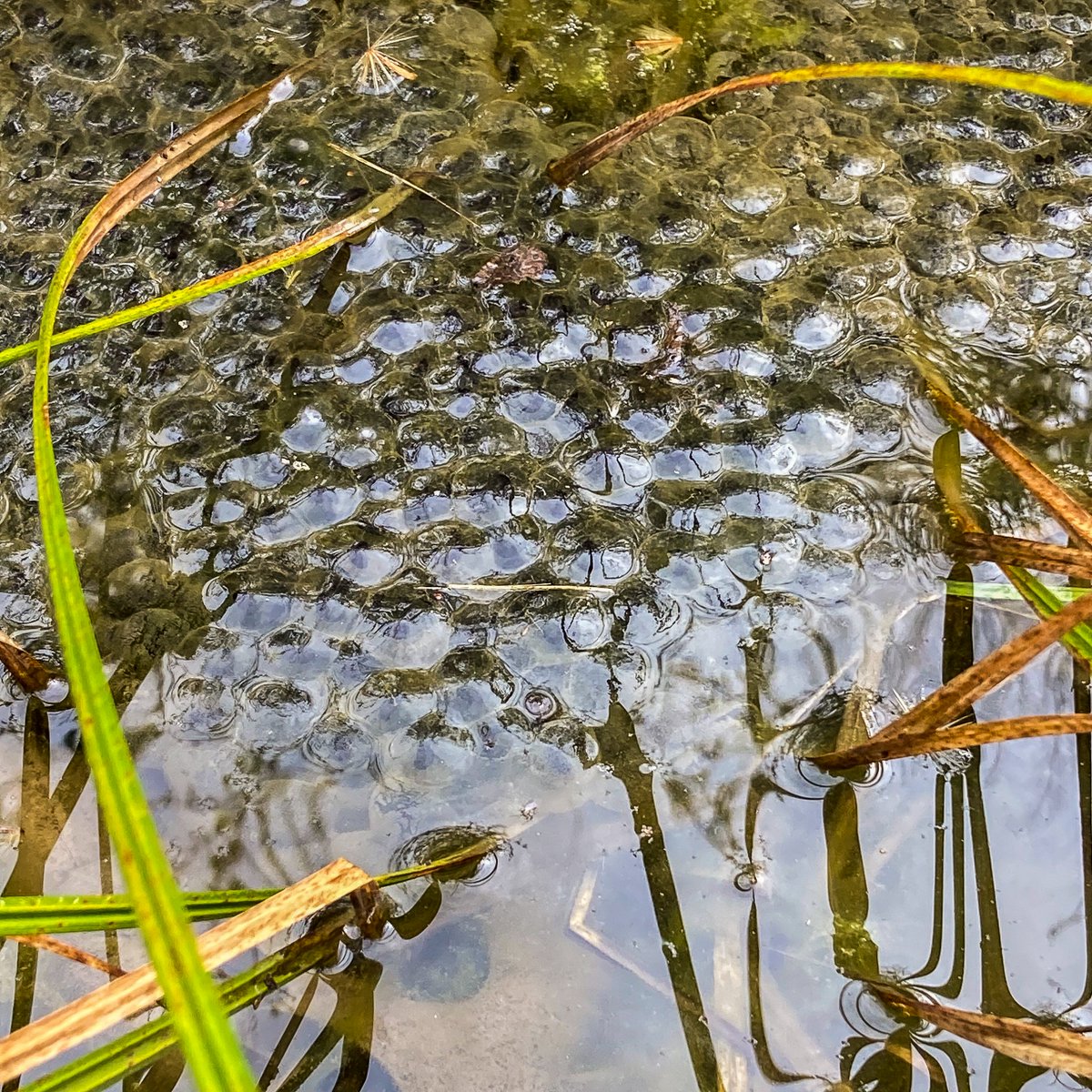 Muddy_Sneakers_'s tweet photo. 👀 Spotted in the field: frog eggs!

Frogs &amp; toads both lay jelly-like eggs in water. One way to tell them apart is the appearance: frog eggs are clumped together; toad eggs look like long strands.
📸: Instructor Julie
#funfactfriday #funfindfriday #frog #wetlands #signsofspring https://t.co/yROXkk2cgP