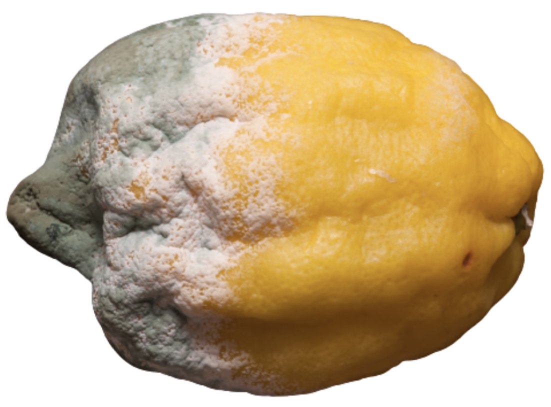 putrefaction tweet media