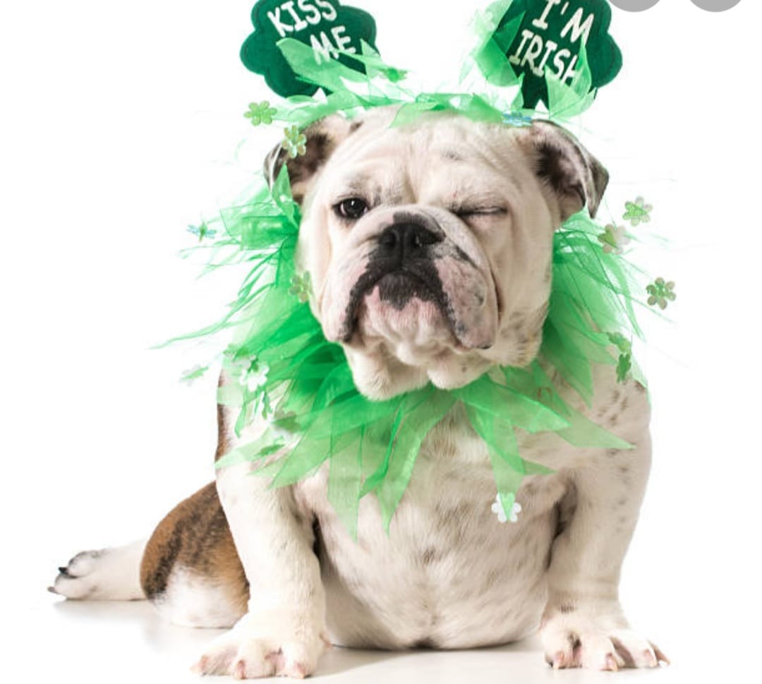 #HappyStPatricksDay2023 
#DogsofTwittter #bulldogs #shamrocks #irish #BeKind