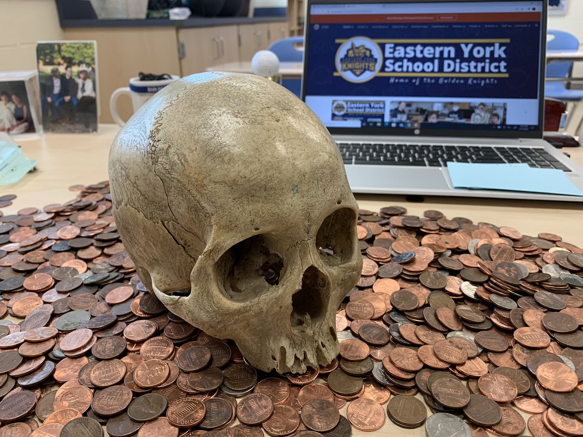 EYGoldenKnight's tweet photo. Alas, Poor Yorick, our class was stalled today.  All for a good cause!  Great job EYHS NHS! #stallday https://t.co/8iHTUOxh2z