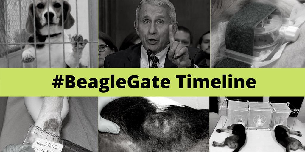 It’s #SunshineWeek!

Here’s how our viral #BeagleGate campaign is finding, exposing & defunding cruel & wasteful NIH dog experiments 🧵🐶✂️💸