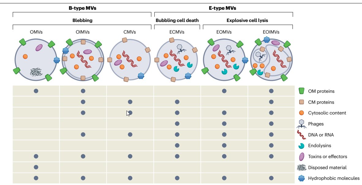Nature Reviews Microbiology (@naturerevmicro) on Twitter photo NEW Review🎉👉Composition and functions of bacterial membrane vesicles
Eberl & colleagues discuss the different types of bacterial membrane vesicle, how they are formed, their structure and composition and their diverse functions.
rdcu.be/c7Sxd NEW Review🎉👉Composition and functions of bacterial membrane vesicles
Eberl & colleagues discuss the different types of bacterial membrane vesicle, how they are formed, their structure and composition and their diverse functions.
rdcu.be/c7Sxd