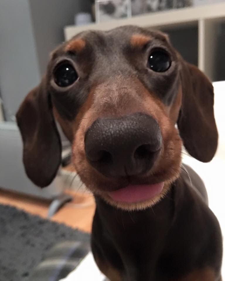 salsichinhas's tweet photo. Tá comendo o que de gostoso aí hein https://t.co/xXNsggvyoD