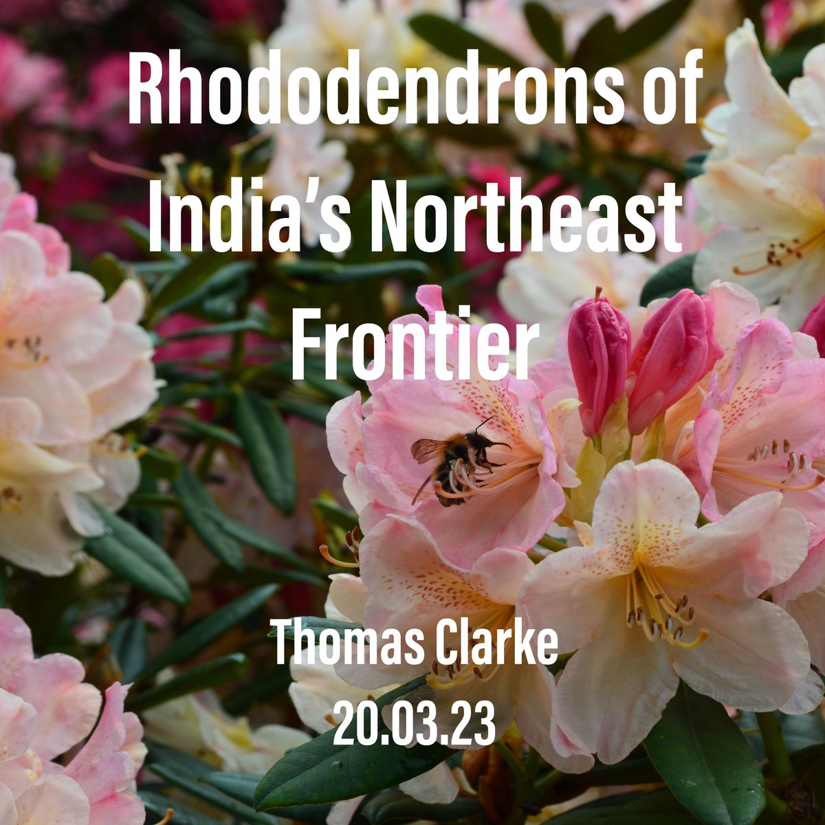 Next Monday at 6PM @exburygardens head gardener Thomas Clarke will join us to talk about his travels to India to look at Rhododendrons. In-person and online. Tickets here: kmis.eventbrite.co.uk