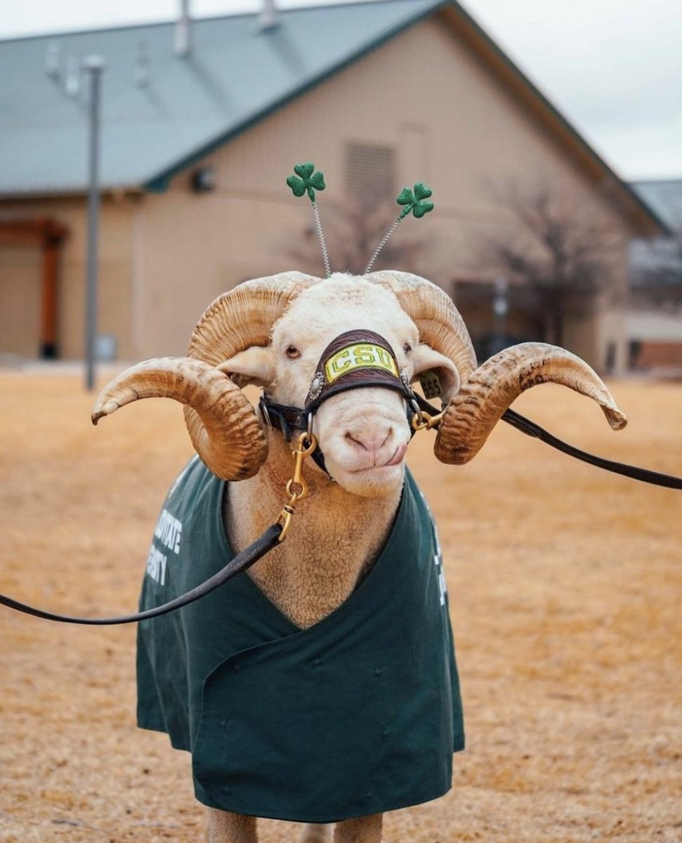 CSUAlumni's tweet photo. Our lucky charm. 🍀 CAM is always at the end of the rainbow! 🐏💚

Have a happy and safe #StPatrickDay and don’t forget to get your GREEN on! 😉 https://t.co/8oWPxiCtfM