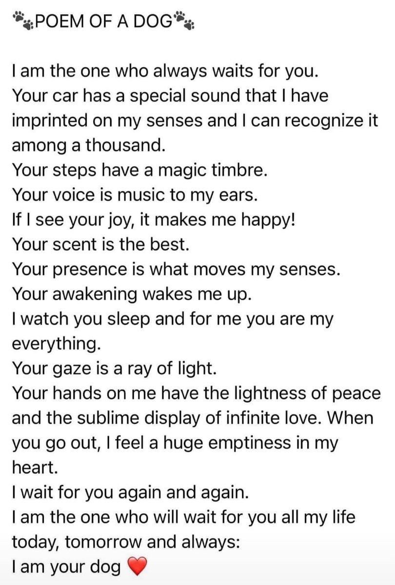 Taffy’s Touch Senior Dog Rescue (@taffystouch) on Twitter photo 