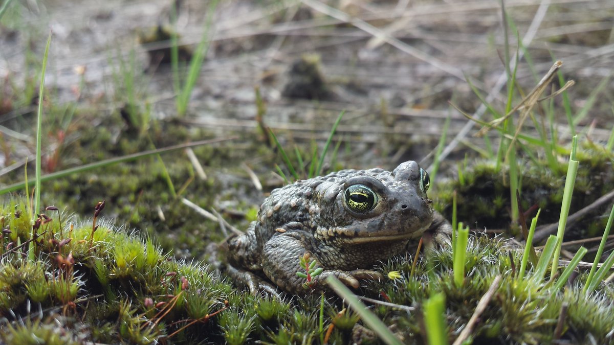 Deze week is de paddentrek weer begonnen. Sinds deze week trekken padden, salamanders en kikkers massaal naar het voorplantingswater. De paddentrek is een jaarlijks terugkerend fenomeen, waarbij padden van hun winterverblijven naar het water trekken om zich voor te planten.